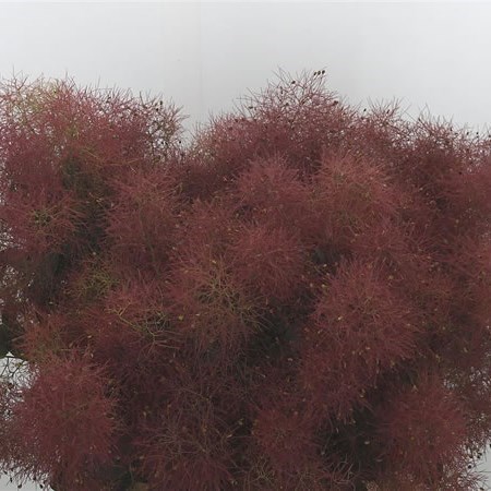 COTINUS MAGICAL RED FOUNTAIN