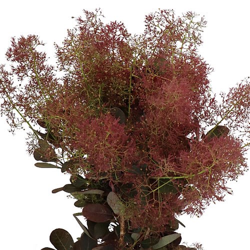 COTINUS MAGICAL RED TORCH