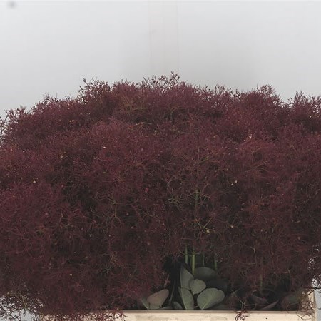COTINUS MAGICAL RED TORCH