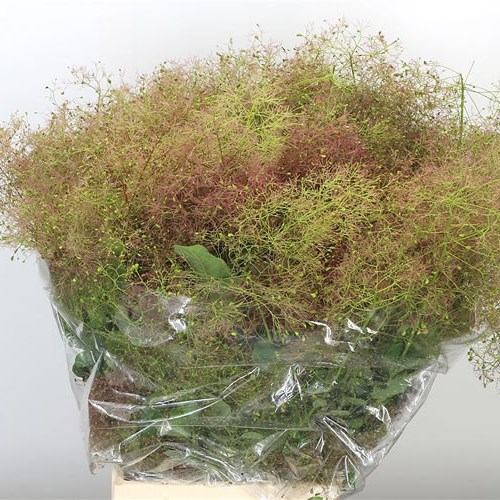 COTINUS WIG RED