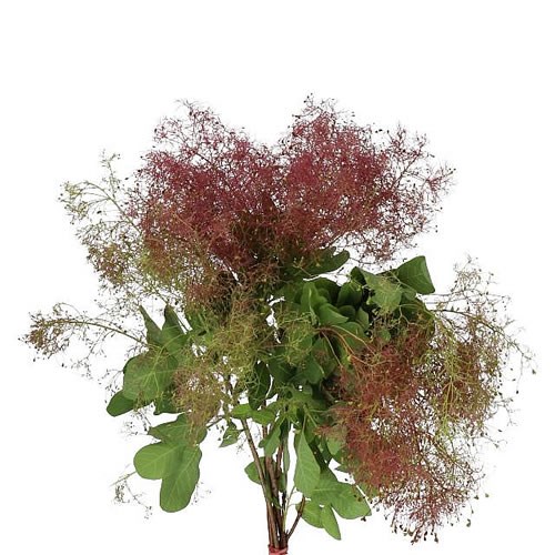 COTINUS WIG RED