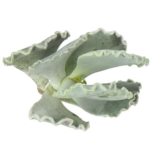 COTYLEDON UNDULATA 9CM