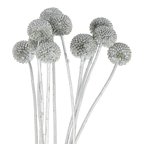 CRASPEDIA DYED SILVER