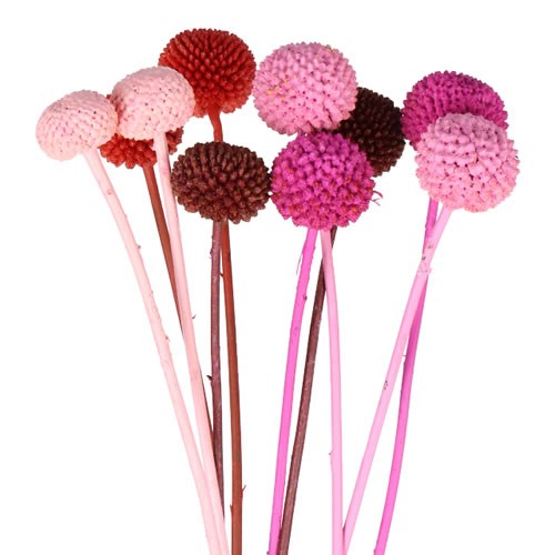 CRASPEDIA DYED VALENTINE MIX