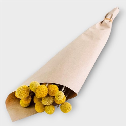 CRASPEDIA NATURAL (DRIED)