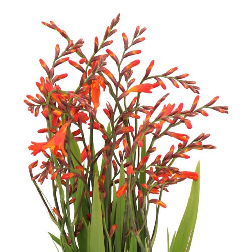 CROCOSMIA CARMINE BRILLIANT