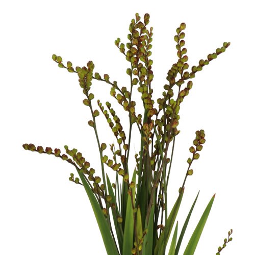 CROCOSMIA CARMINE IN BERRY