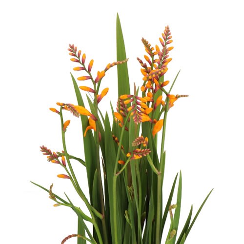 CROCOSMIA COLUMBUS