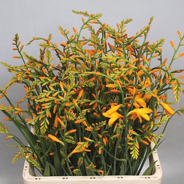 CROCOSMIA GEORGE DAVIDSON