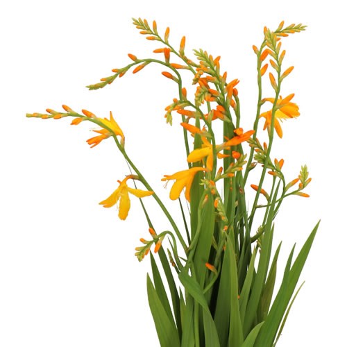 CROCOSMIA GEORGE DAVISON