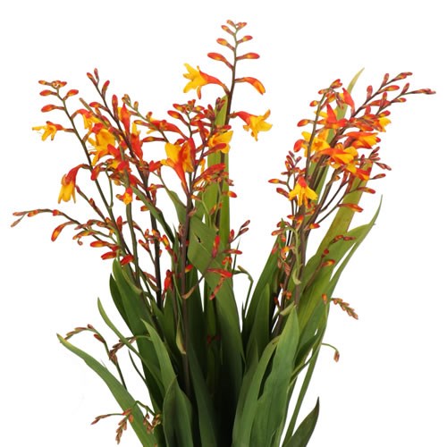 CROCOSMIA HARLEQUIN