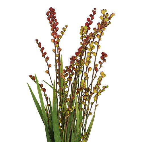 CROCOSMIA IN BERRY (RED)