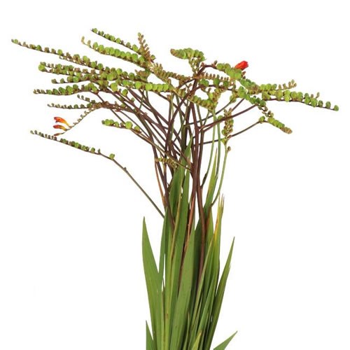 CROCOSMIA IN GREEN BERRY