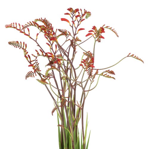 CROCOSMIA LUCIFER