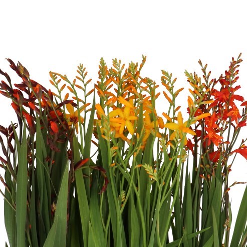 CROCOSMIA MIX