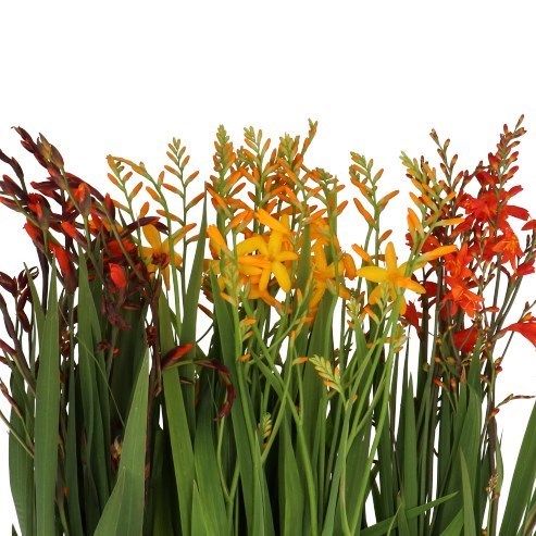 CROCOSMIA MIX