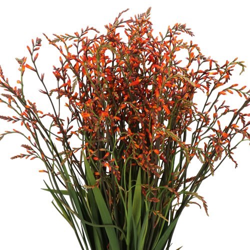CROCOSMIA ORANGE