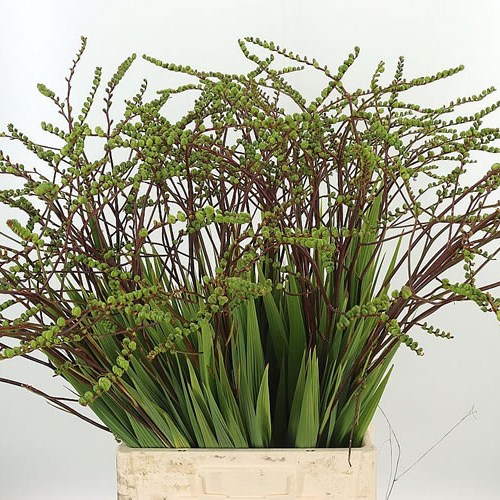 CROCOSMIA PODS GREEN