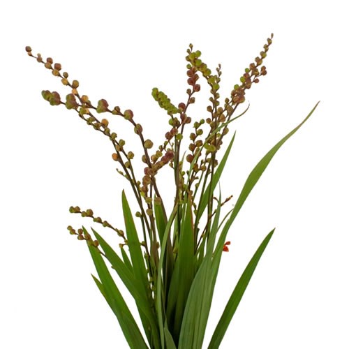 CROCOSMIA RED KING (IN BERRY)