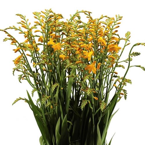 CROCOSMIA SUZANNA