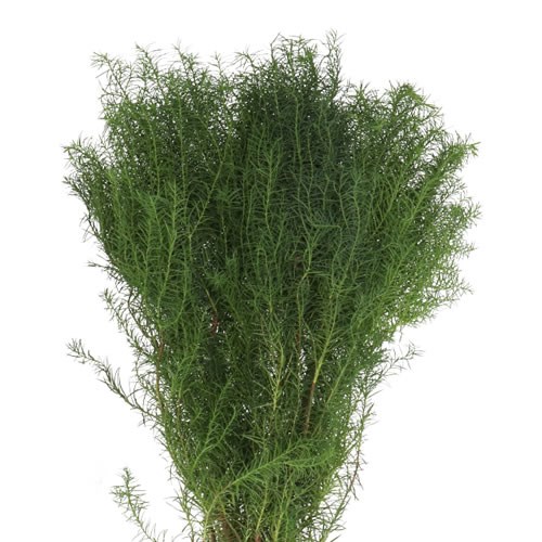 CRYPTOMERIA JAPONICA ELEGANCE