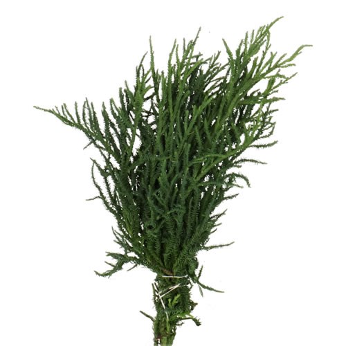 CRYPTOMERIA JAPONICA RASEN