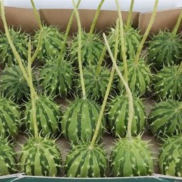 CUCUMIS HEDGEHOG