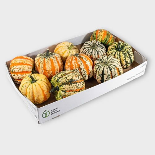 GOURDS - CUCURBITA FESTIVAL