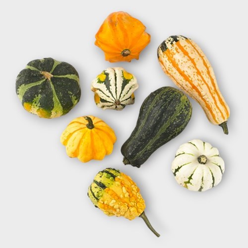 GOURDS - CUCURBITA MAYA MIX