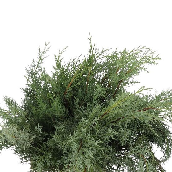 CUPRESSUS ARIZONICA GLAUCA