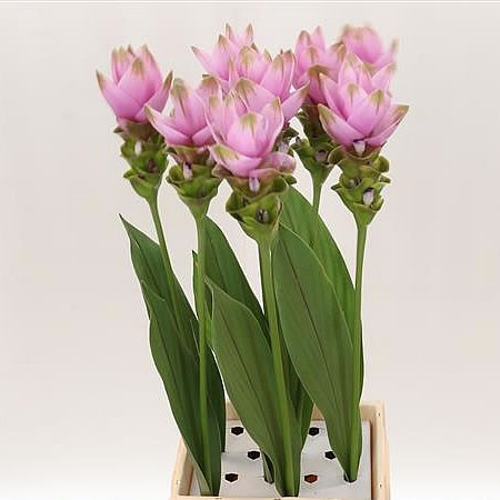 CURCUMA ALISMATIFOLIA