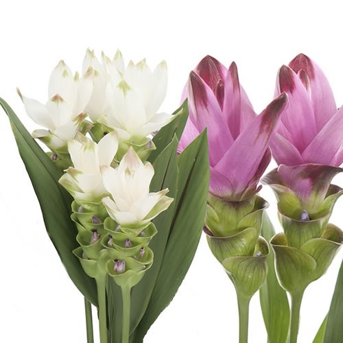 CURCUMA MIX