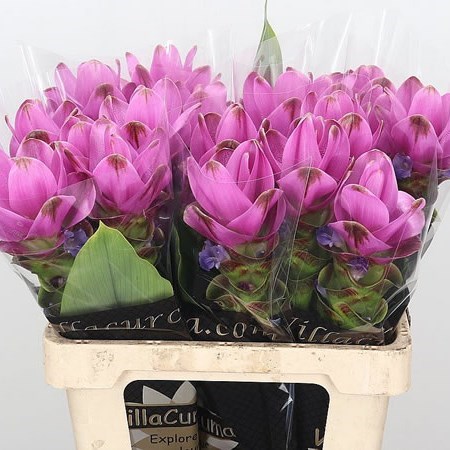 CURCUMA SIAM SHADOW