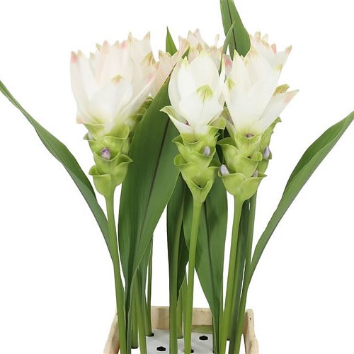 CURCUMA SIAM SPIRIT XXL