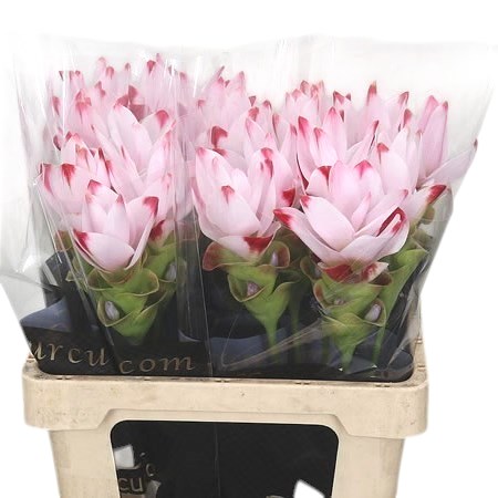 CURCUMA SIAM SUNRISE
