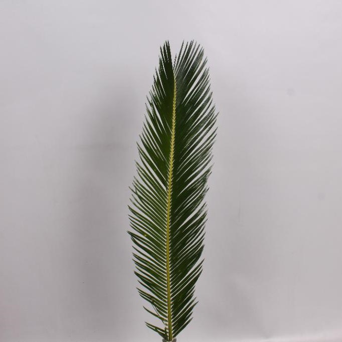 Cycas Revoluta 70cm Cycas Revoluta 70cm