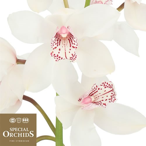 CYMBIDIUM ORCHID MERLE (GROWER PACK)