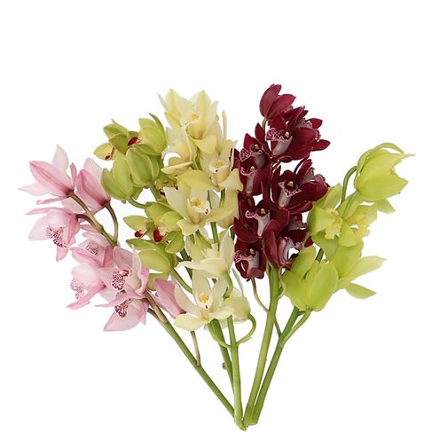 CYMBIDIUM MINI MIX