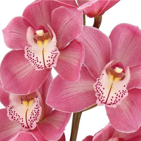 CYMBIDIUM ORCHID AIDA