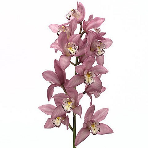 CYMBIDIUM ORCHID AIDA