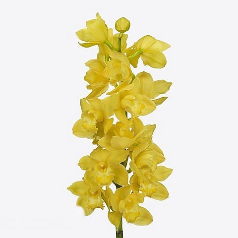 CYMBIDIUM ORCHID ALBINO YELLOW