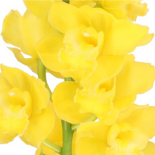 CYMBIDIUM ORCHID ALBINO YELLOW