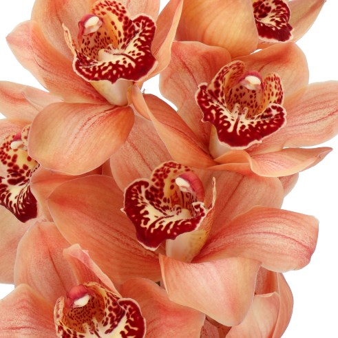 CYMBIDIUM ORCHID ALEXANDRA BEAUTY BROWNY