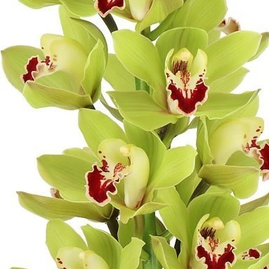 CYMBIDIUM ORCHID ALICE ANDERSON