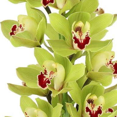 CYMBIDIUM ORCHID ALICE ANDERSON