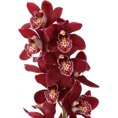 CYMBIDIUM ORCHID AMANDA