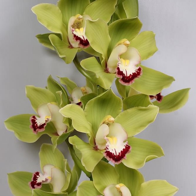 CYMBIDIUM ORCHID ANDERSON