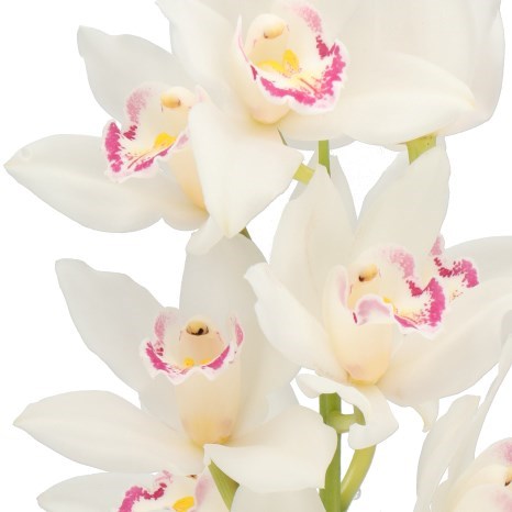 CYMBIDIUM ORCHID ANGEL SUE