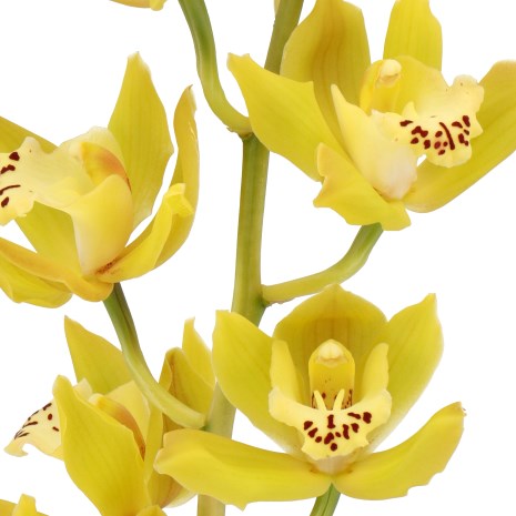 CYMBIDIUM ORCHID ANGIE