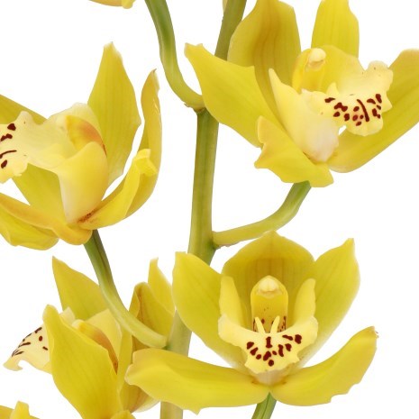 CYMBIDIUM ORCHID ANGIE